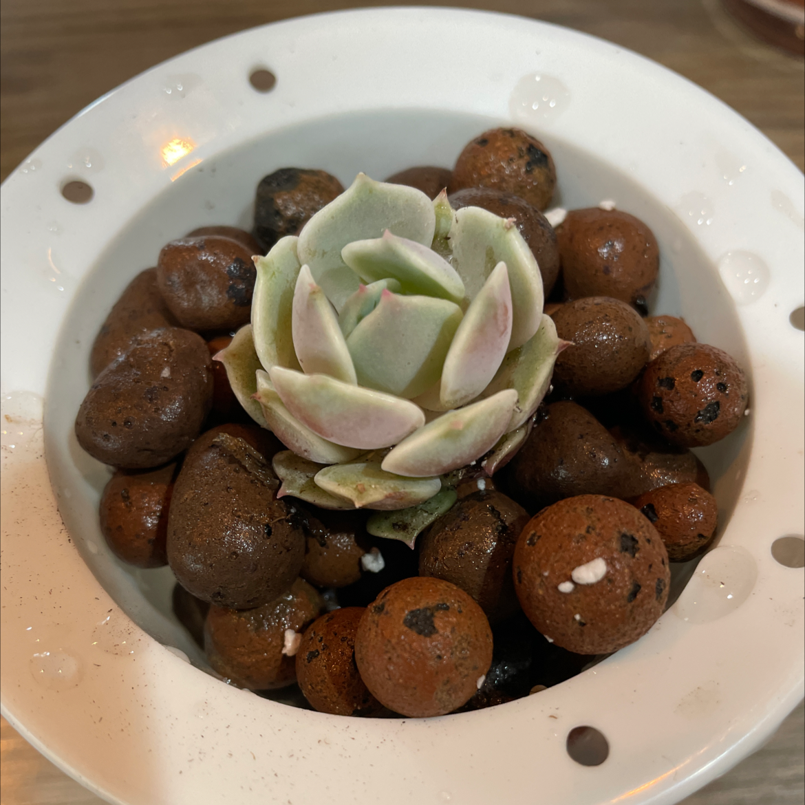 Echeveria 'Lola' succulent in a pot with clay pebbles, appears healthy.