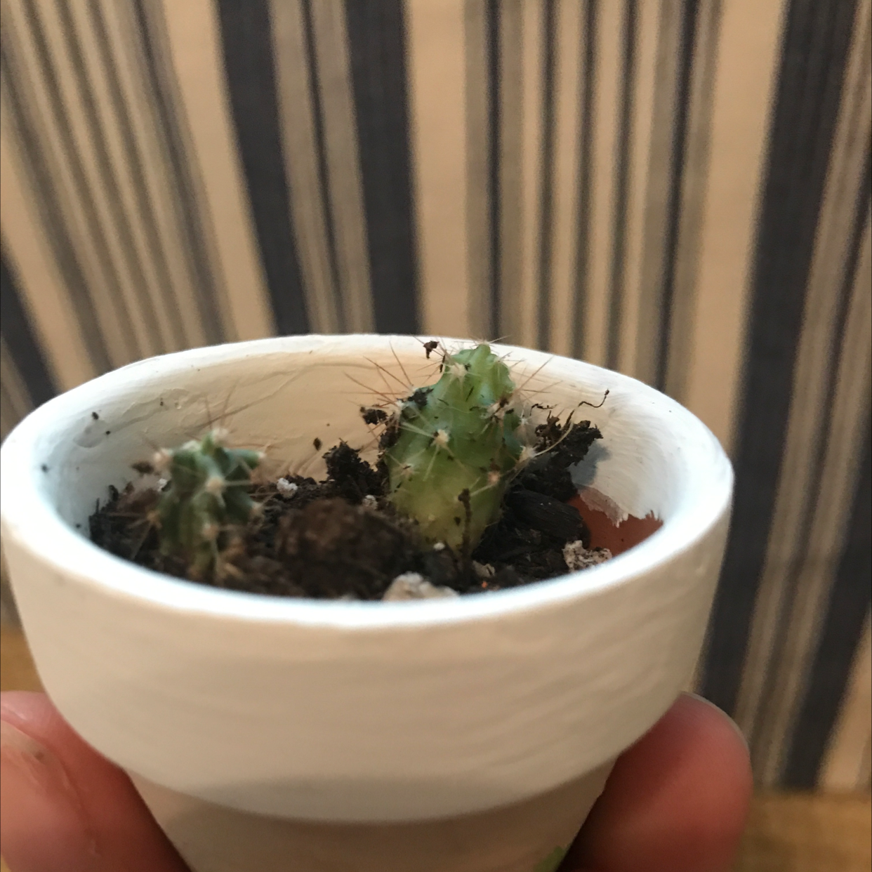 Miniature Barrel Cactus in a white pot with visible soil, held by a hand.