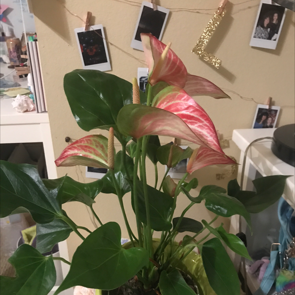 Painter's Palette plant photo by @tango named Cardi B on Greg, the plant care app.