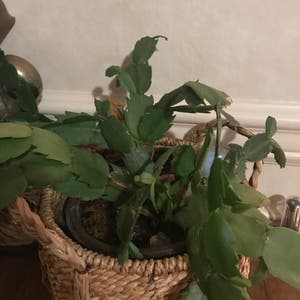 False Christmas Cactus plant photo by @tango named Old Grouch on Greg, the plant care app.