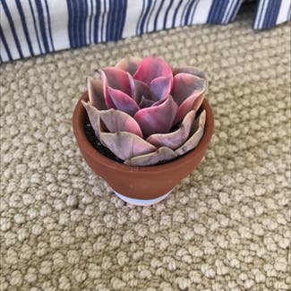 Variegated Rainbow Echeveria plant in Somewhere on Earth