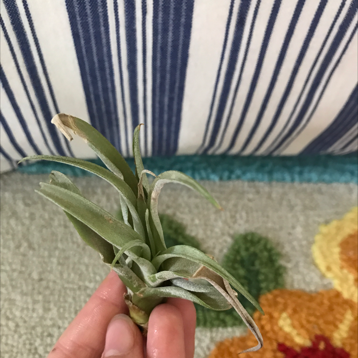 Tillandsia harrisii plant held by a hand with some browning leaf tips.