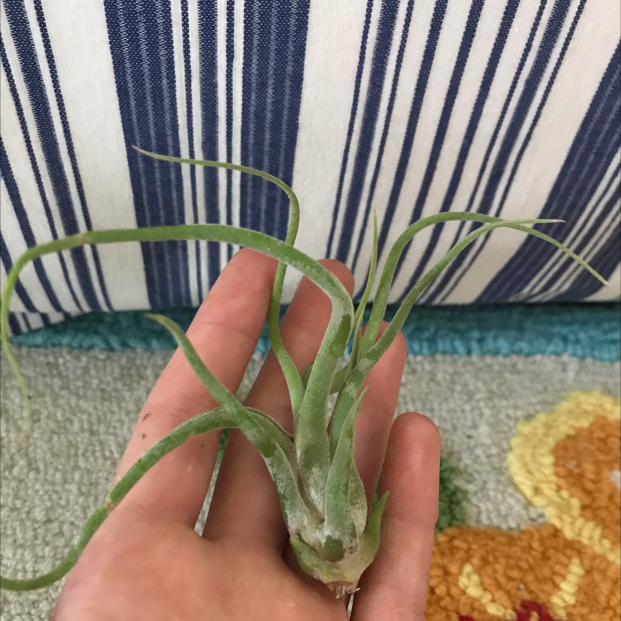Tillandsia butzii plant held by a hand with a striped fabric and colorful rug in the background.
