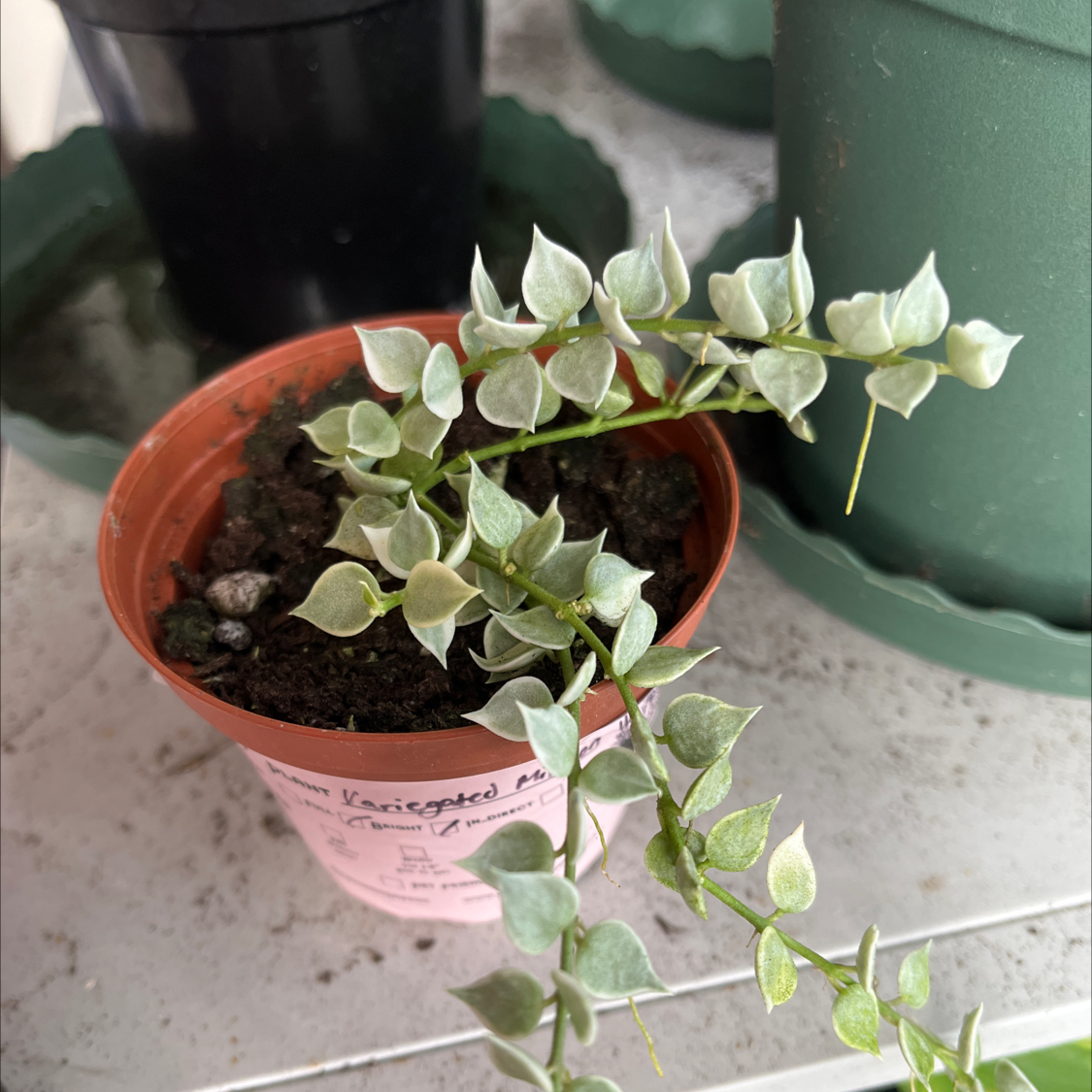 Million Hearts plant in a small pot with visible soil, healthy heart-shaped leaves.