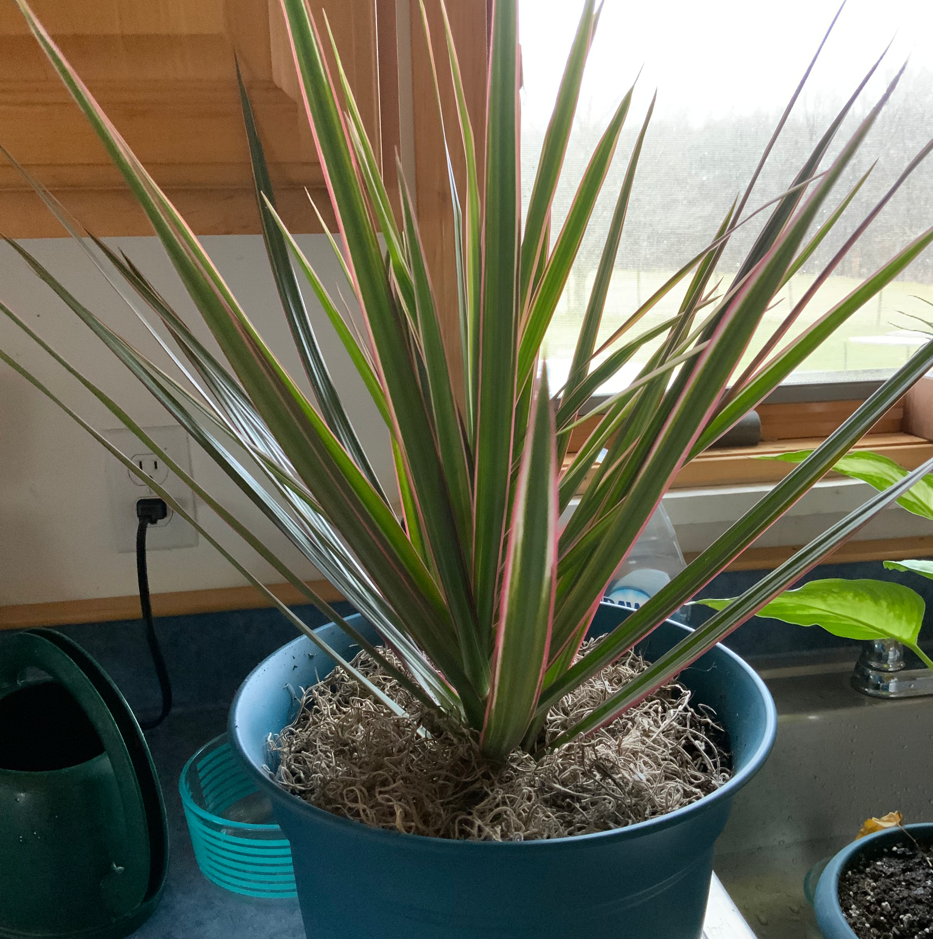 Madagascar Dragon Tree (Dracaena marginata) in a blue pot, healthy leaves, no visible soil.