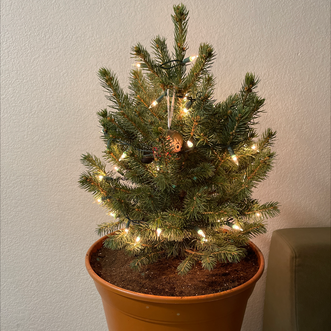 A healthy Blue Spruce plant in a pot, decorated with string lights.