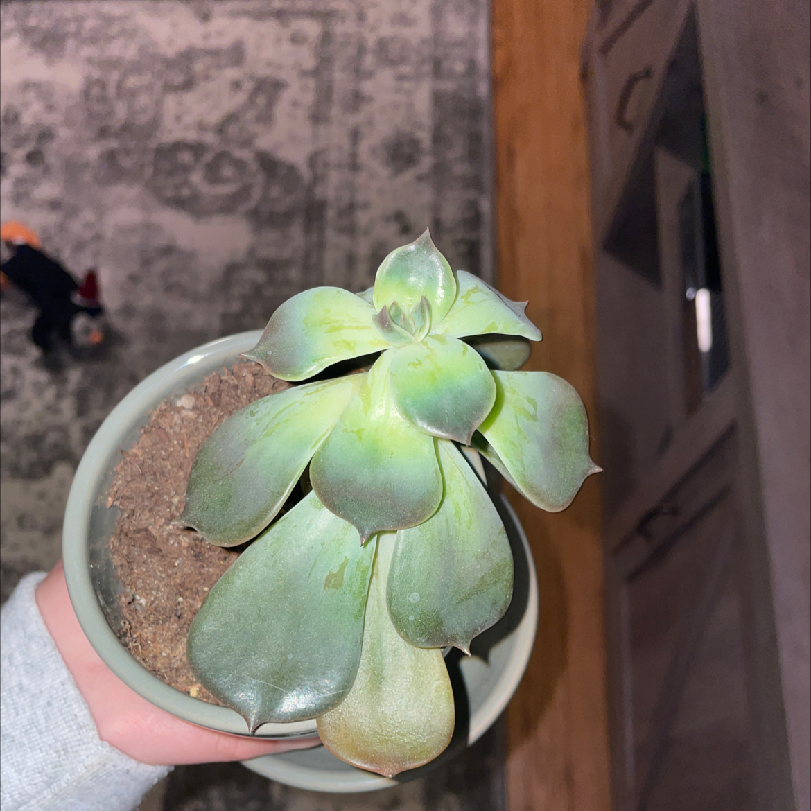 Crassula mesembryanthemoides plant with some yellowing and browning leaves in a pot.