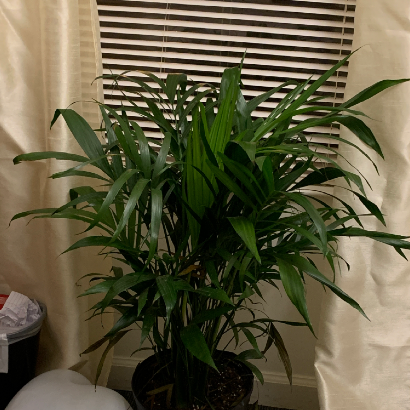 Healthy Cat Palm houseplant with long green fronds growing in a black plastic pot in front of a window with blinds.