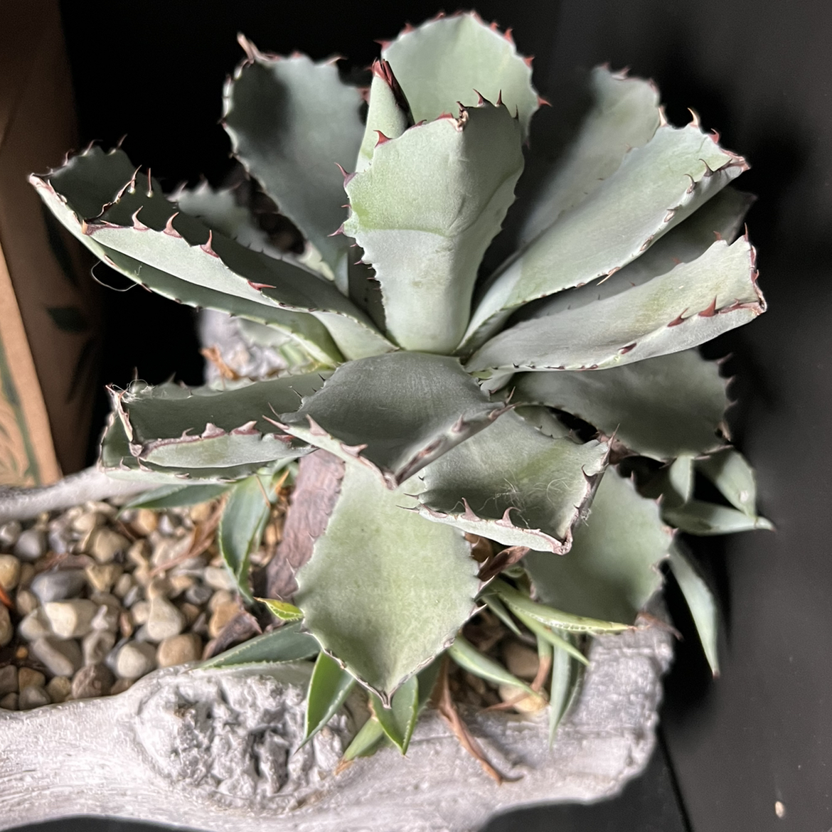 Butterfly Agave plant with spiny-edged leaves in a decorative pot with pebbles.