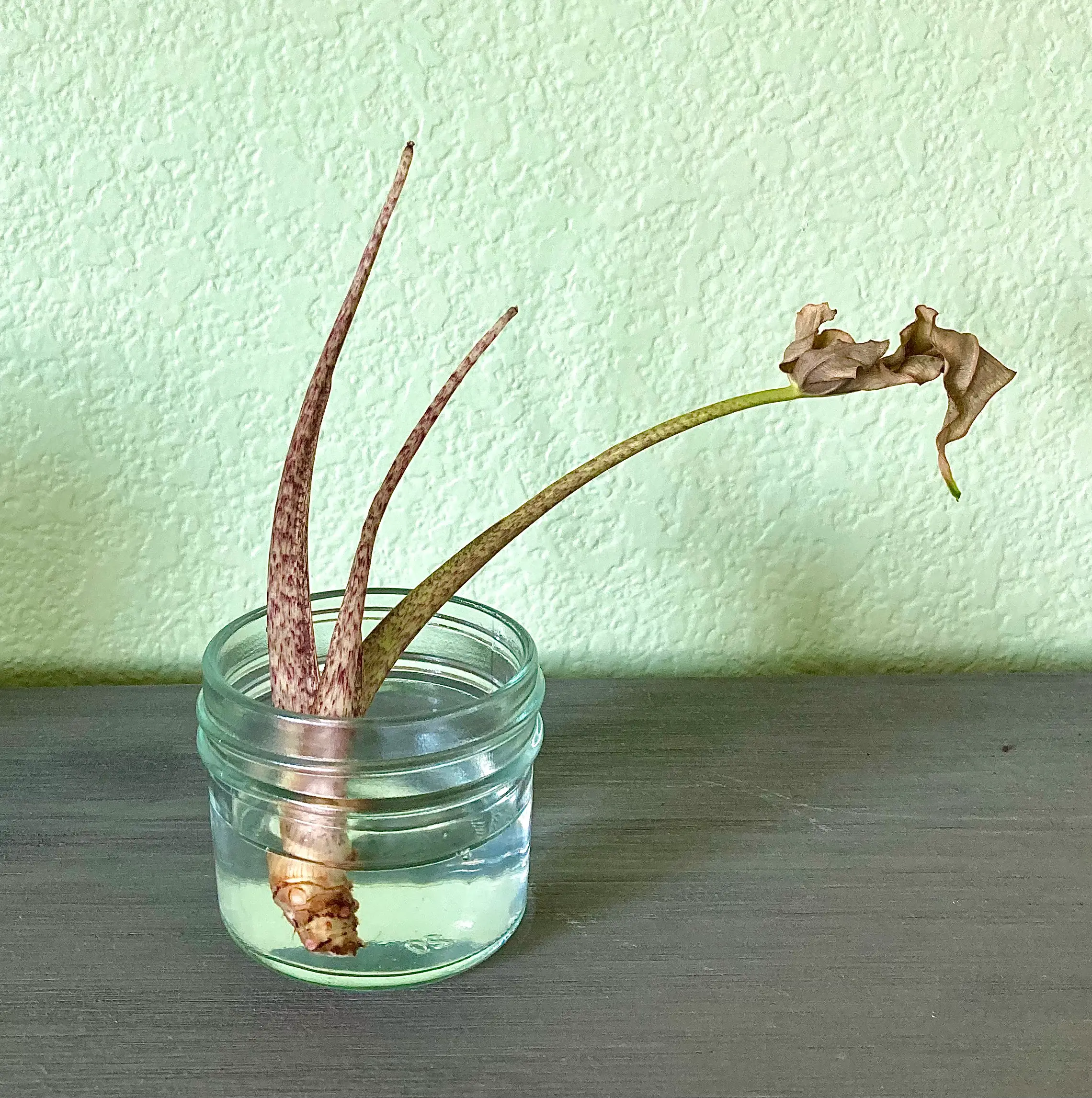 Alocasia 'Sarian' plant in a glass jar with water, showing significant browning and wilting.