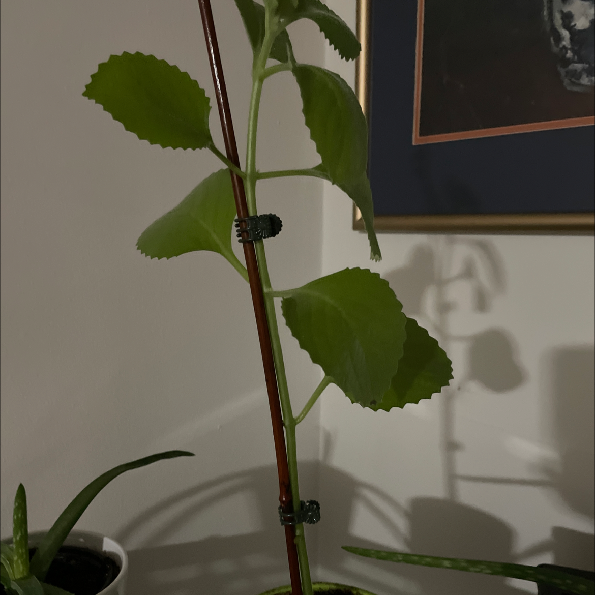 Close-up of healthy oregano plant with bright green serrated leaves on reddish stems, growing indoors.