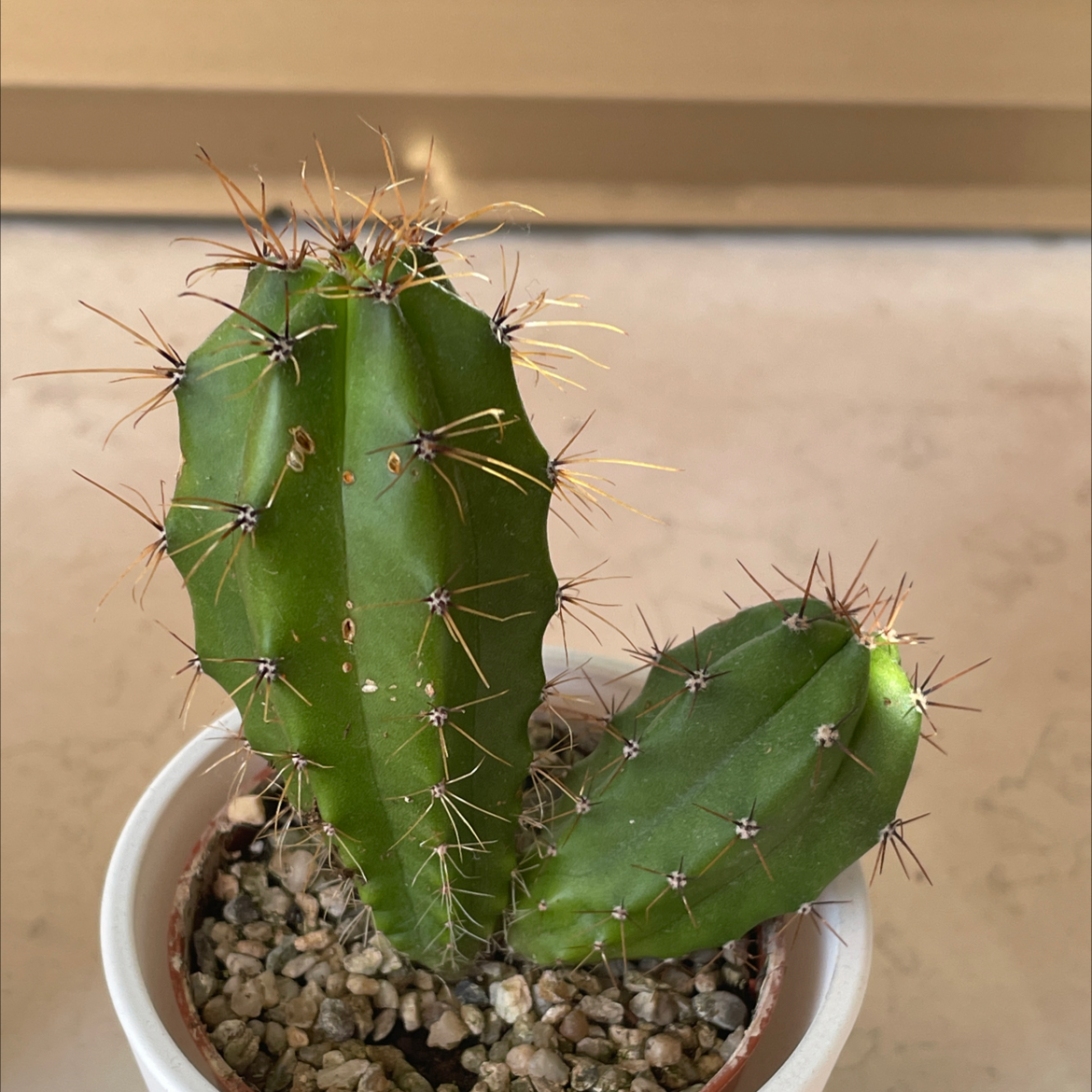 Polaskia chichipe cactus with two stems in a pot with visible soil and pebbles.