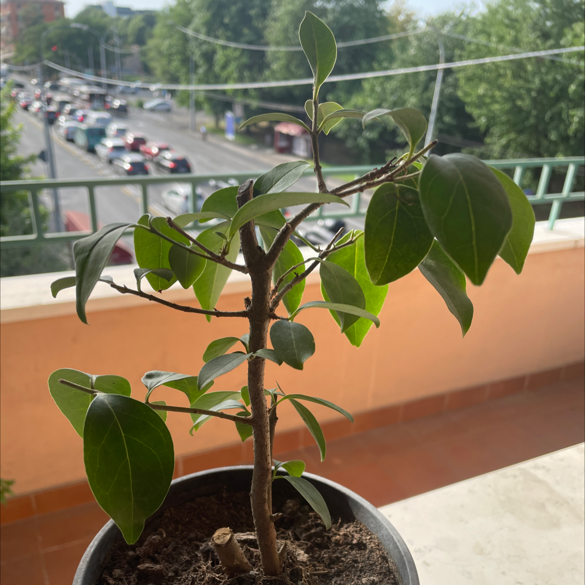 Potted Chinese Privet plant on a balcony with green leaves and visible soil.