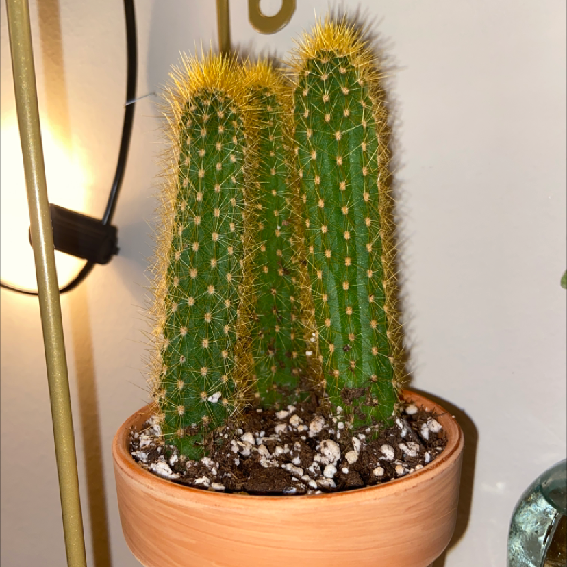 Golden Rat Tail cactus in a terracotta pot with visible soil.