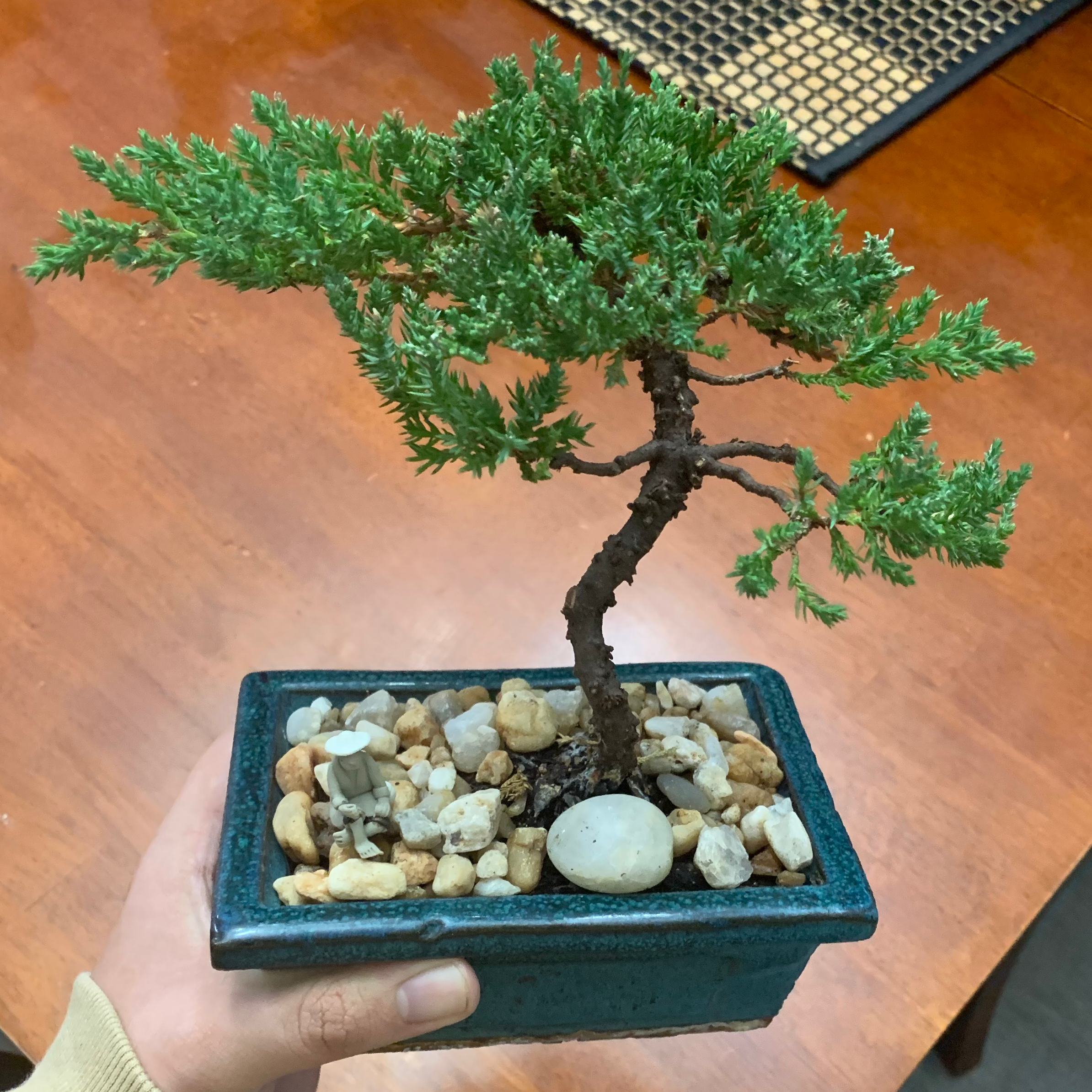 Photo of the plant species Creeping Juniper by @Herbs2T named Leo on Greg, the plant care app