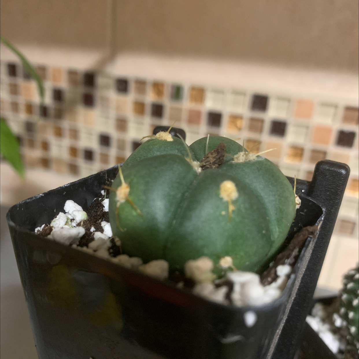 A healthy Peyote cactus (Lophophora williamsii) in a pot with visible soil.