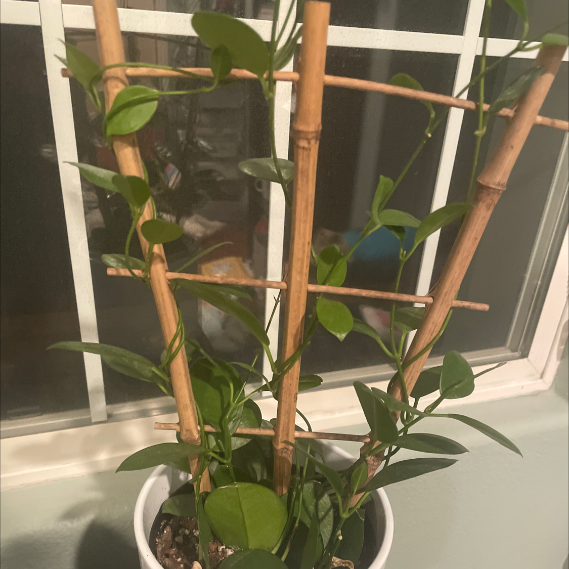 Hoya australis 'Bordvare' plant climbing on a bamboo trellis in a white pot.