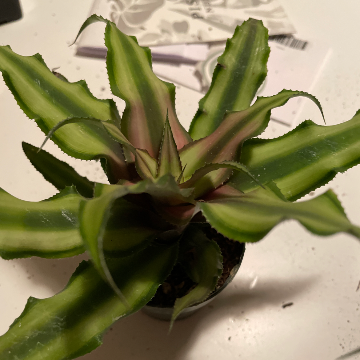 Earth Stars plant with green and light green striped leaves, partially visible soil.