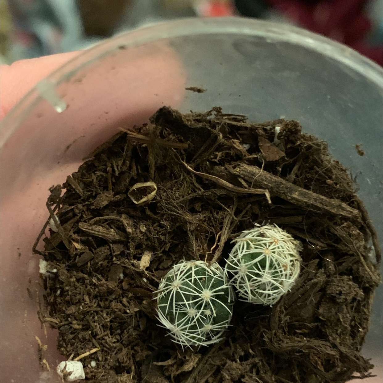 Two small Missouri Foxtail Cacti in a container with soil, appearing healthy.