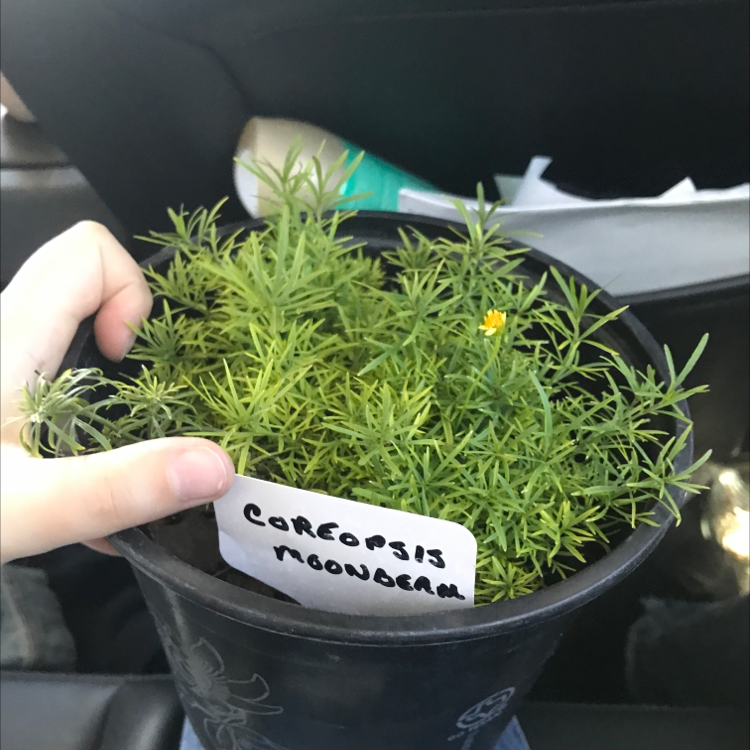 Photo of the plant species Bigelow coreopsis by @StoutDuranta named Gomez on Greg, the plant care app