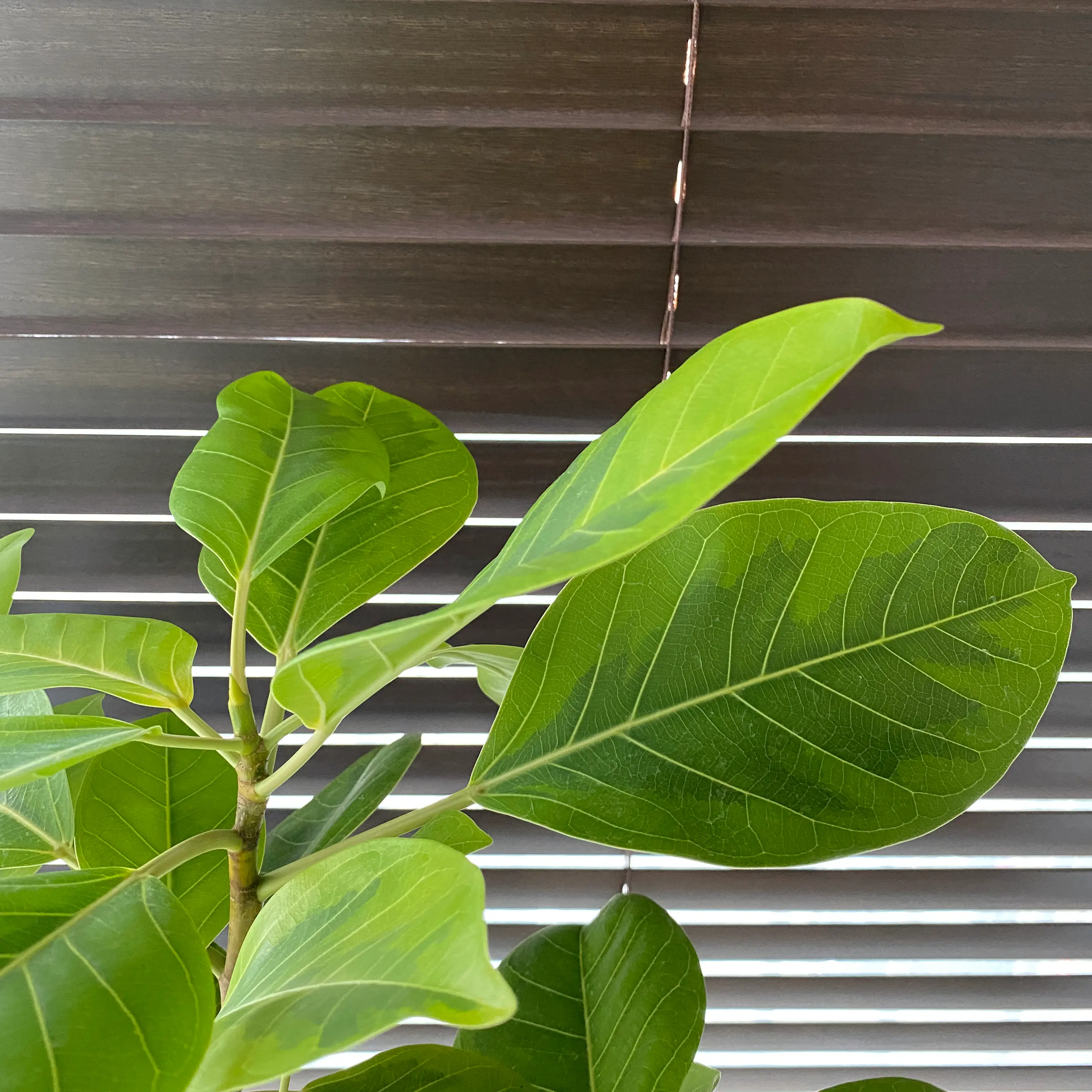 Fiddle Leaf Fig plant photo by @IntrepidGalega named rice on Greg, the plant care app.
