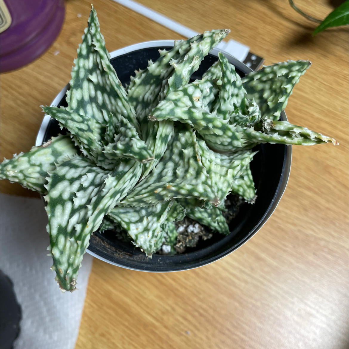 Broad-Leaved Aloe plant in a pot with green and white spotted leaves.