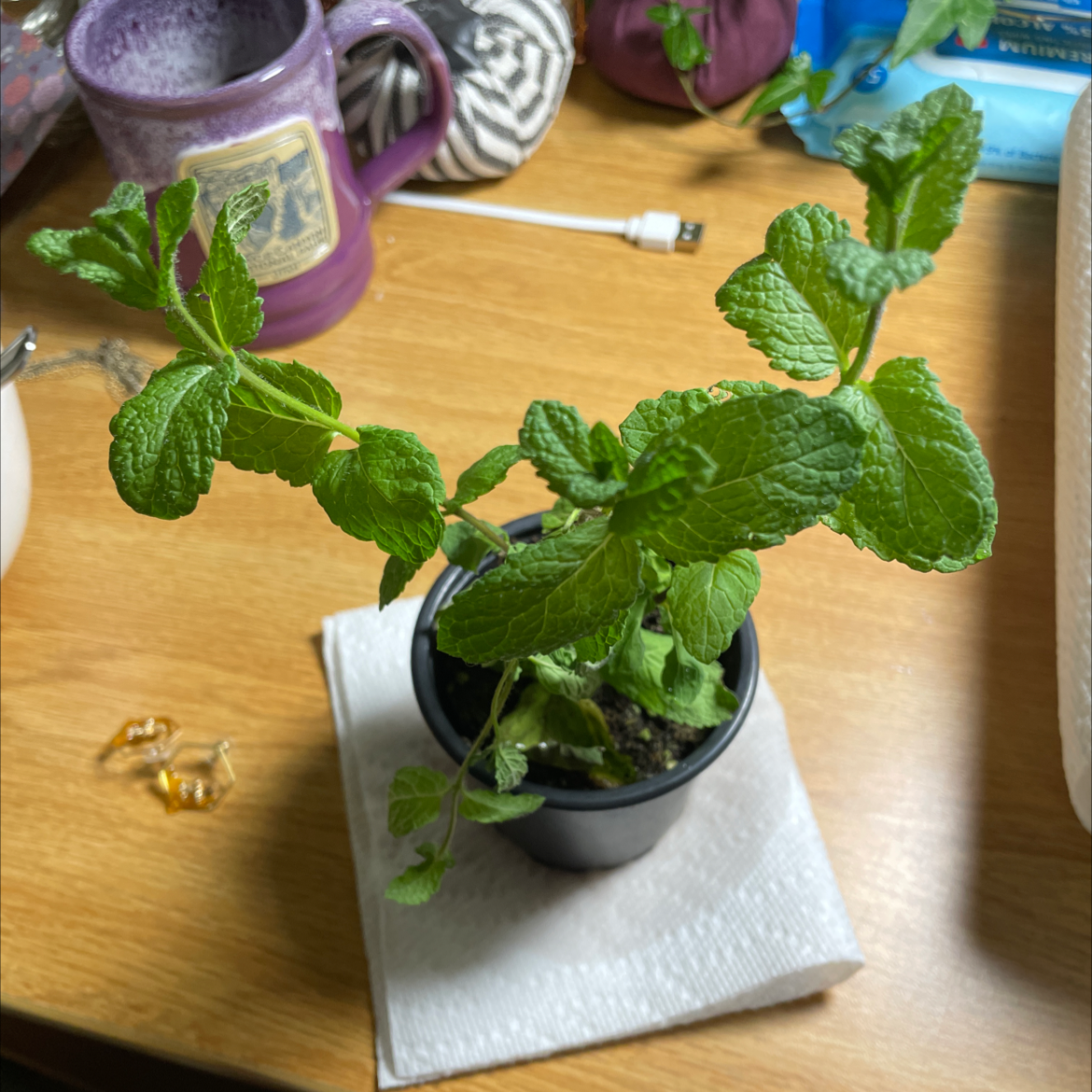 Potted Apple Mint plant on a paper towel on a wooden surface, with vibrant green leaves.