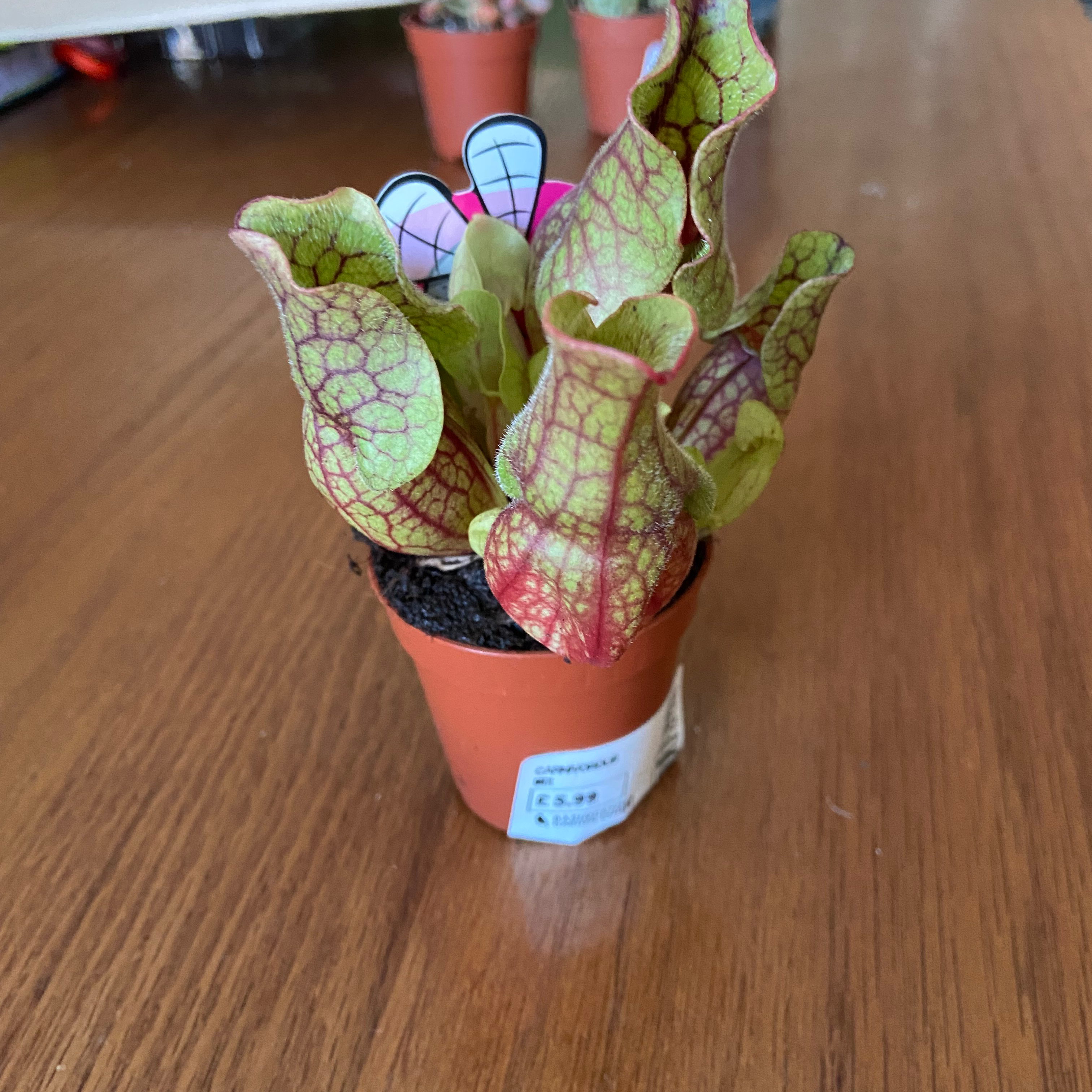 Purple Pitcher Plant in a small pot with visible soil, well-framed and in focus.