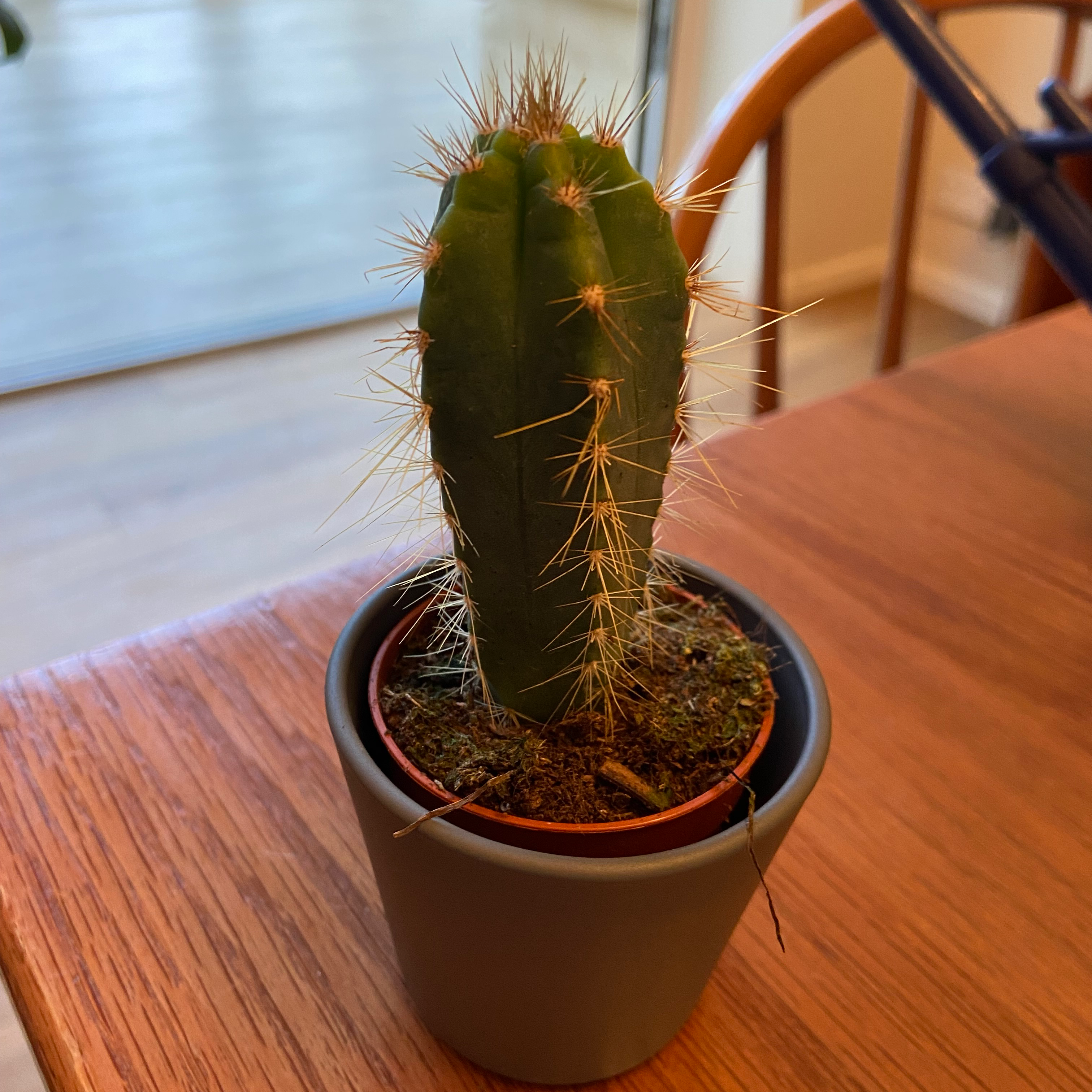 Columnar Cactus in a small pot on a wooden surface.