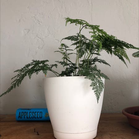 Photo of the plant species Annual ragweed by Proudalfalfa named Fern on Greg, the plant care app
