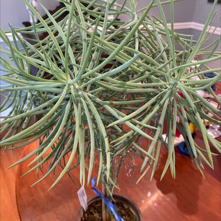 Photo of the plant species Kilimanjaro Plant by Beefyrose named Fork on Greg, the plant care app