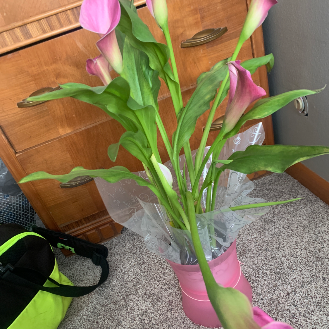 Pink Calla Lily plant in a pink pot, placed on a carpeted floor indoors.