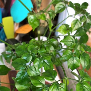 China Doll Plant plant photo by Poeticcowslip named She-la on Greg, the plant care app.