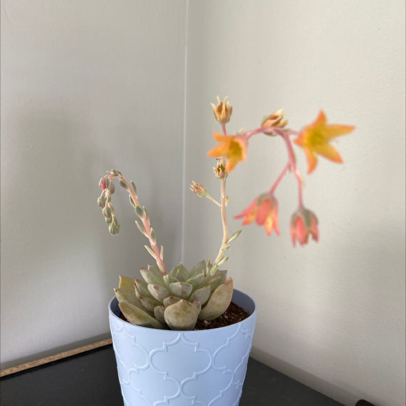 Pachyphytum 'Moon Silver' succulent in a blue pot with orange flowers.