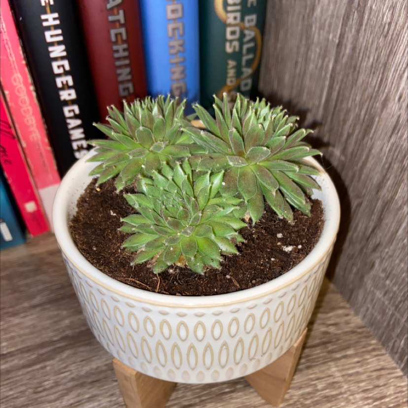 Hens and Chicks plant photo by @AvidWinika named Hecate on Greg, the plant care app.