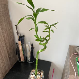 Lucky Bamboo plant in Knoxville, Tennessee