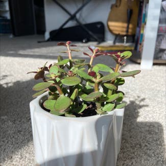 Jade plant in Knoxville, Tennessee