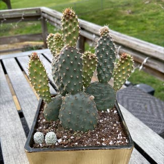 Bunny Ears Cactus plant in Knoxville, Tennessee