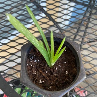 Aloe Vera plant in Knoxville, Tennessee