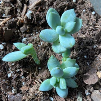 Pearl Echeveria plant in Knoxville, Tennessee