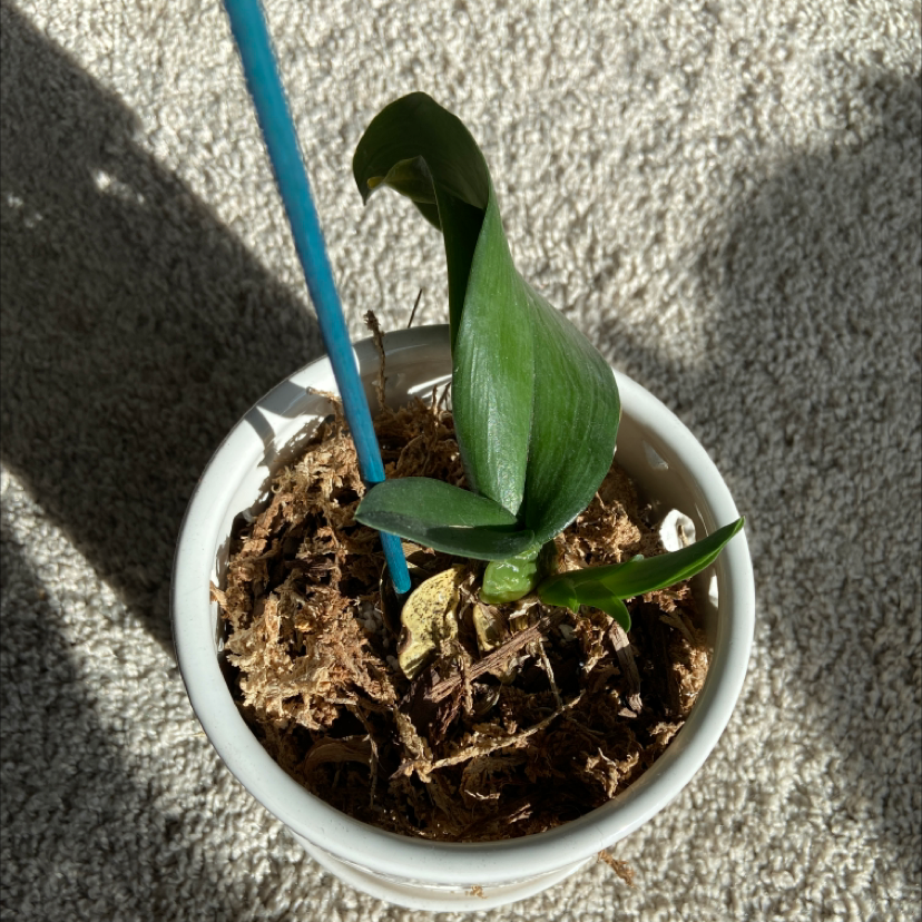 Photo of the plant species Turtle Shell Orchid by @AvidWinika named Khaleesi on Greg, the plant care app