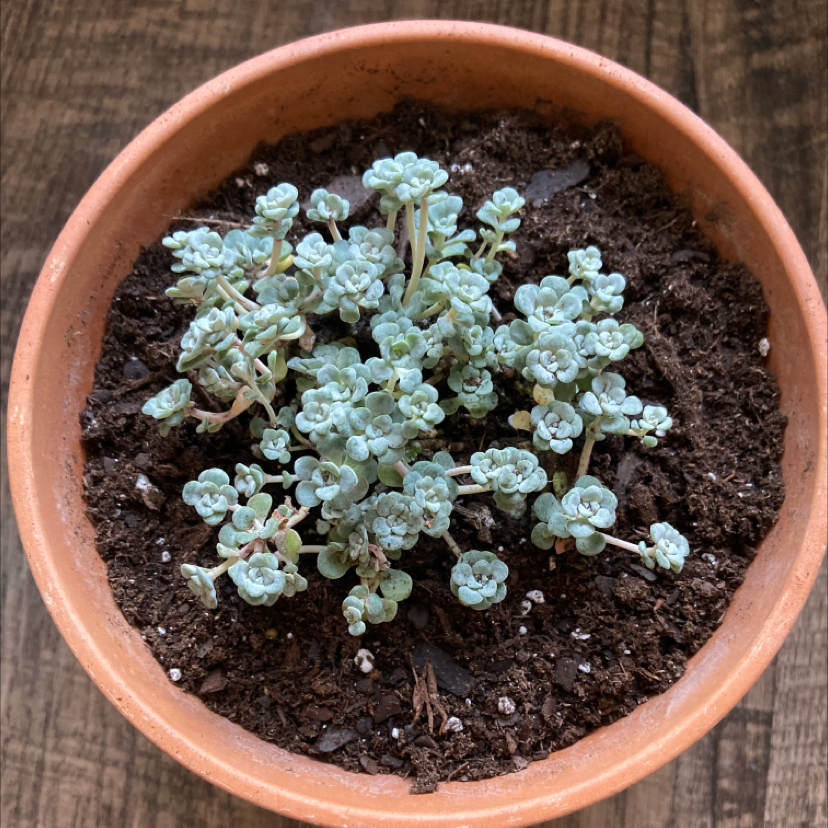 Purdy's Stonecrop plant in a terracotta pot with visible soil.