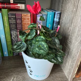 Persian Cyclamen plant in Knoxville, Tennessee