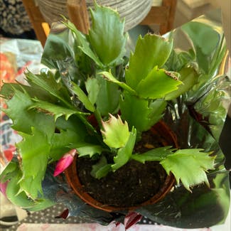 False Christmas Cactus plant in Knoxville, Tennessee