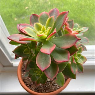 Haworth's Aeonium plant in Knoxville, Tennessee