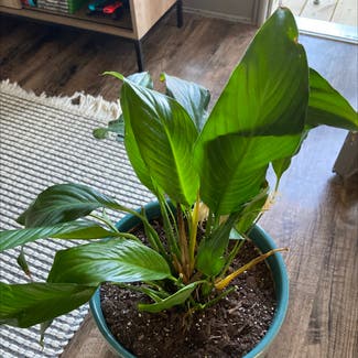 Peace Lily plant in Knoxville, Tennessee