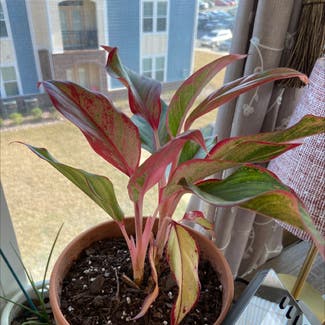 Aglaonema 'Pink Splash' plant in Knoxville, Tennessee
