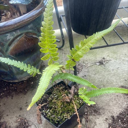 Photo of the plant species Deep-Lobed Japanese Sword Fern by Esylvanus named Mars on Greg, the plant care app