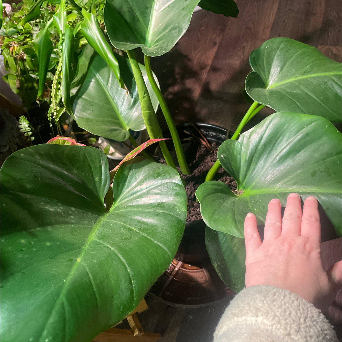 Philodendron 'Congo' plant with large green leaves and a hand touching one leaf.