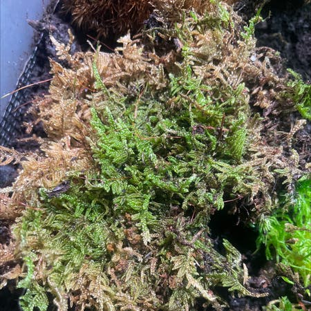 Photo of the plant species Curveleaf Plait Moss by Esylvanus named Patch on Greg, the plant care app